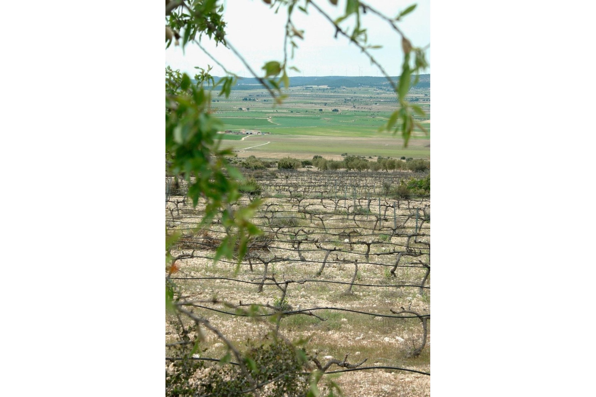 New Build - Villa - Yecla