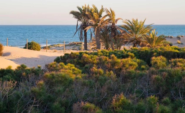 Neuf - Appartement - Guardamar del Segura