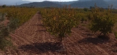 Venta - Parcela/Terreno - Murcia - Jumilla